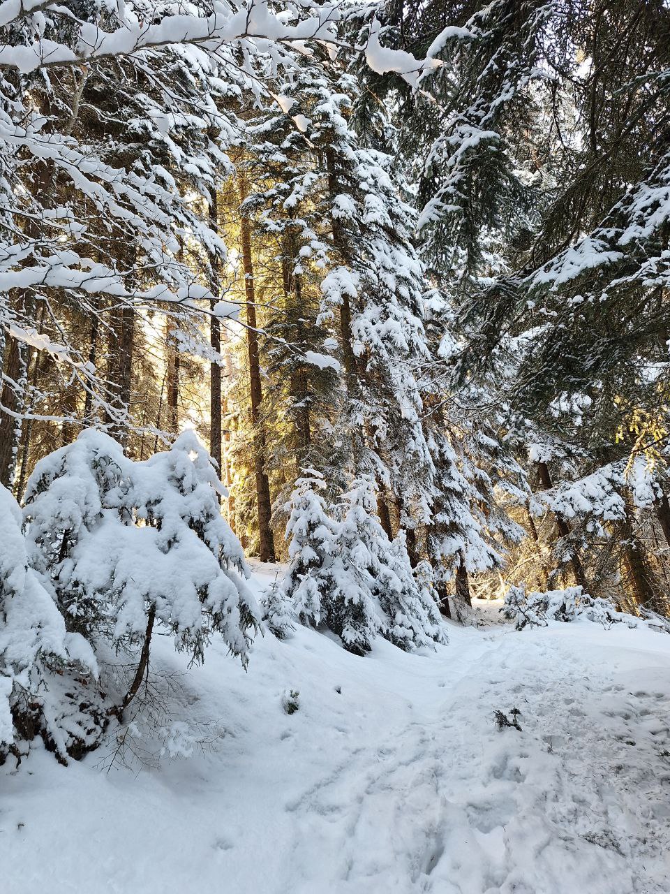 ჩითახევის თავშესაფარი
